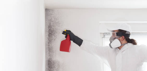 Best White Mold Remediation in Seven Oaks, SC