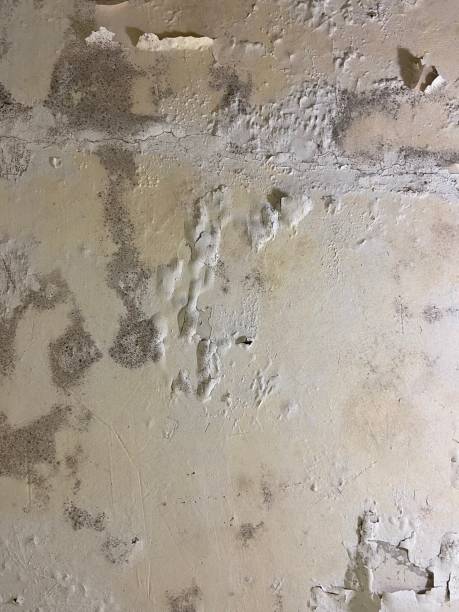 Best HVAC Mold Remediation in Seven Oaks, SC