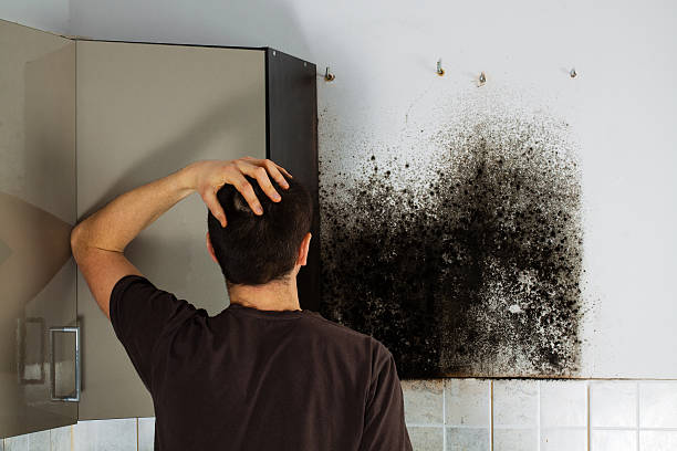 Best Commercial Mold Remediation in Seven Oaks, SC